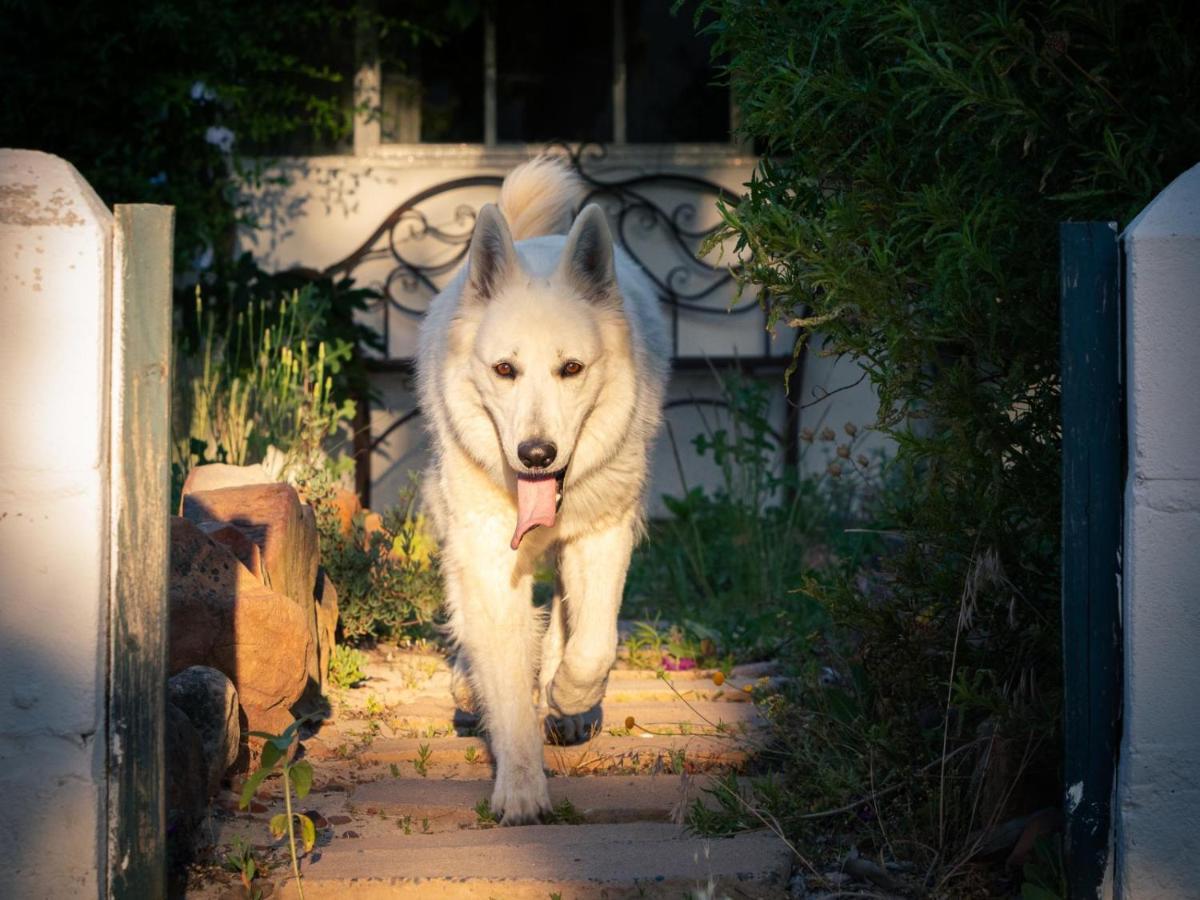 Willa Alpha Excelsior Guest Farm Clanwilliam Zewnętrze zdjęcie