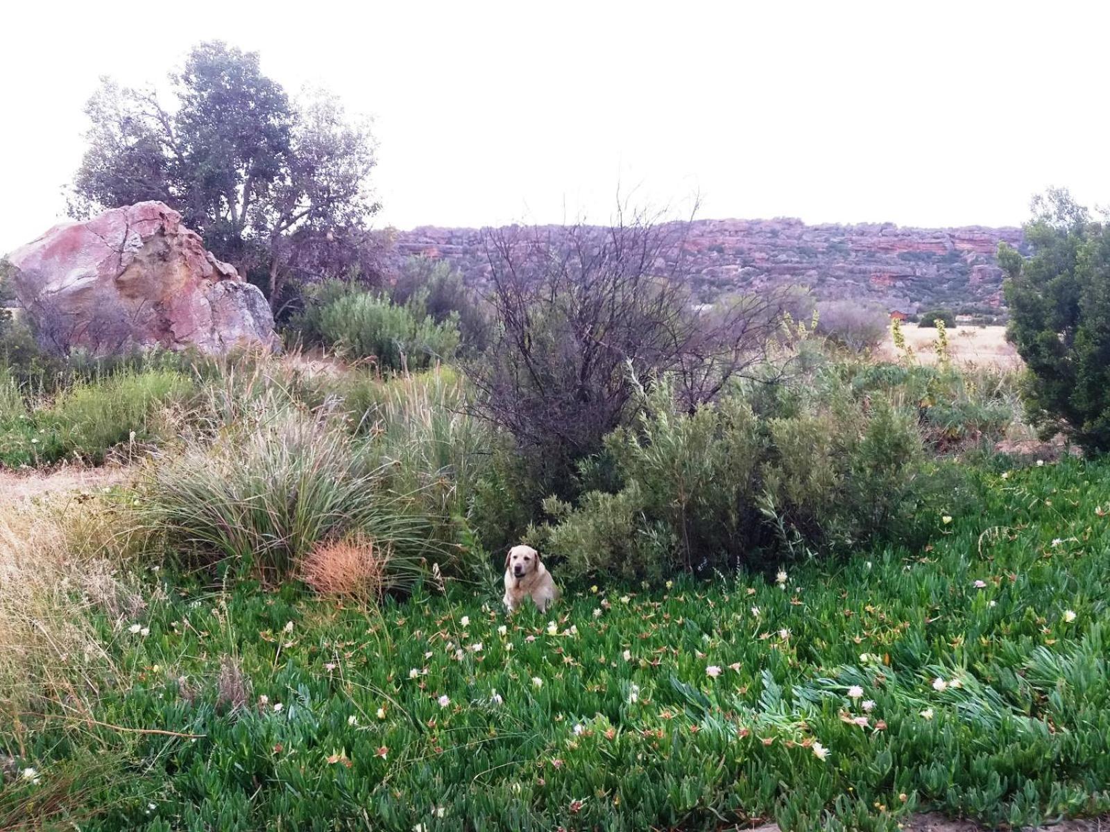 Willa Alpha Excelsior Guest Farm Clanwilliam Pokój zdjęcie